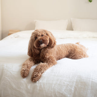 'Crisp White' Sheet Set